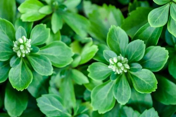 Japanese pachysandra closeup