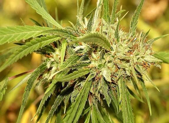Mr. Sugar Lemon Haze Mr. Hide Seeds ☘️ semena konopí - GanjaFarmer