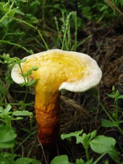 Soubor:Ganoderma lucidum-03.jpg – Wikipedie