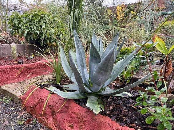 AGAVE AMERICANA – agáve obecná – Tropik.cz