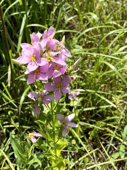Wildflower Gallery – With You Anywhere