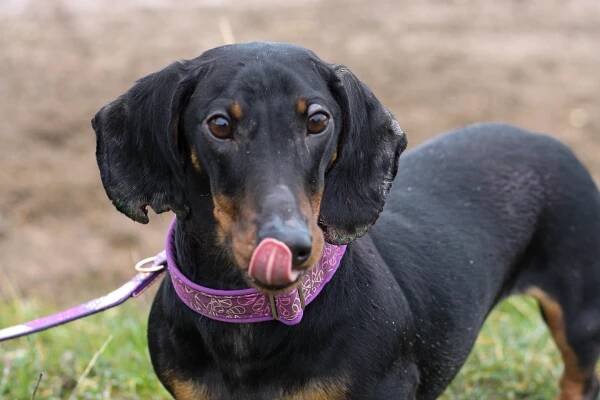 Bojíme se o Alfieho budoucnost - Handipet Rescue
