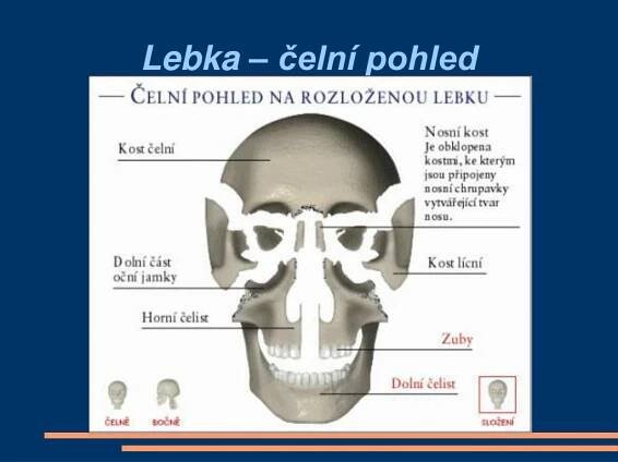 PPT - BIOLOGIE ČLOVĚKA KOSTRA LIDSKÉHO TĚLA PowerPoint Presentation ...