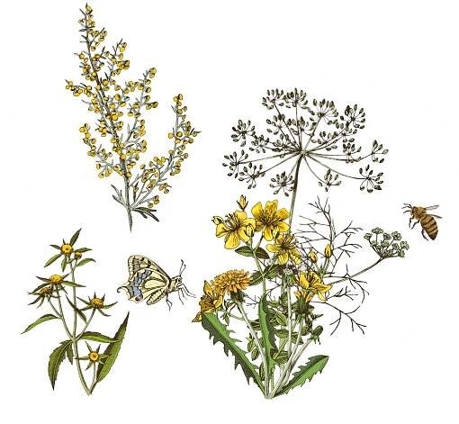 DEDA-Flowers