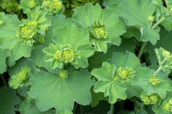 Lady's mantle - Ilesol Pharmaceuticals