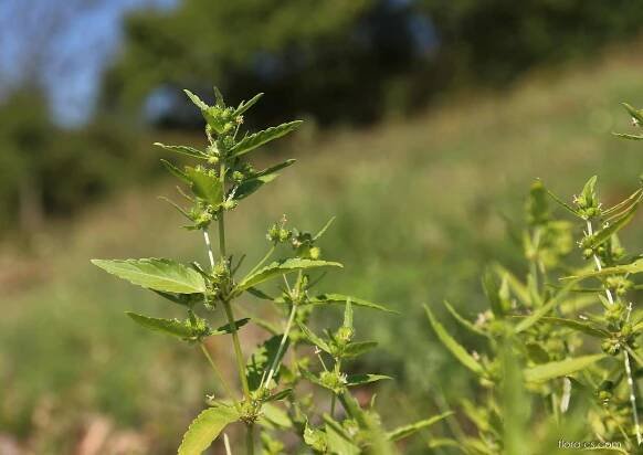 Bažanka roční (Mercurialis annua)