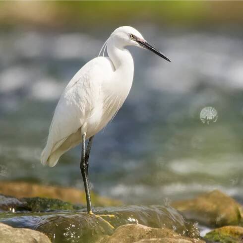 Volavka stříbřitá (Egretta garzetta) – Luka Hercigonja / Shutterstock