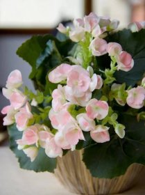 20 Flowering Houseplants That Will Add Beauty to Your Home