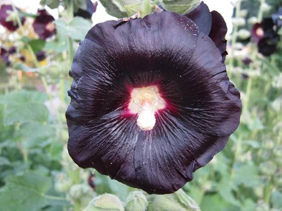 Topolovka černá "ALCEA ROSEA NIGRA"