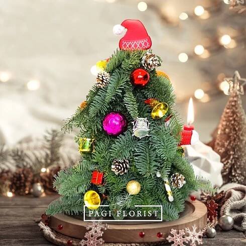Christmas Tree B | Fresh Christmas tree