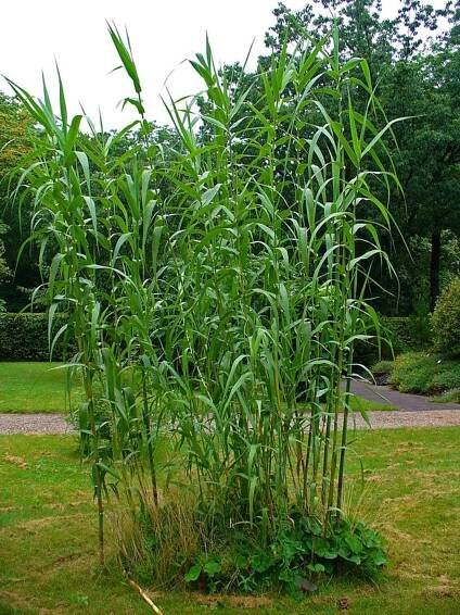Soubor:Arundo donax 001.JPG – Wikipedie