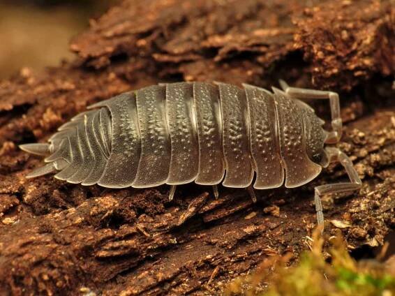 woodlouse description identification
