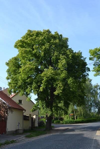 Soubor:Hostivice, Hostivická lípa.JPG – Wikipedie