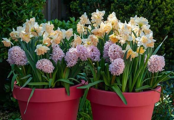 Dejte kvetoucími cibulovinami své zahrádce smysl - Flowerbulbs