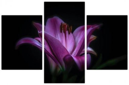 Obraz lilie (V021729V90603PCS)