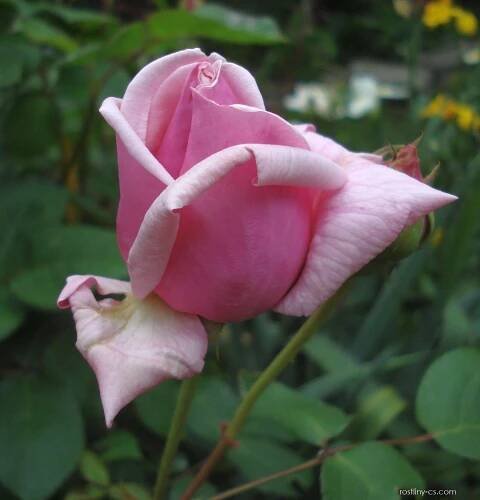 Růže La France (Rosa), květy, květenství