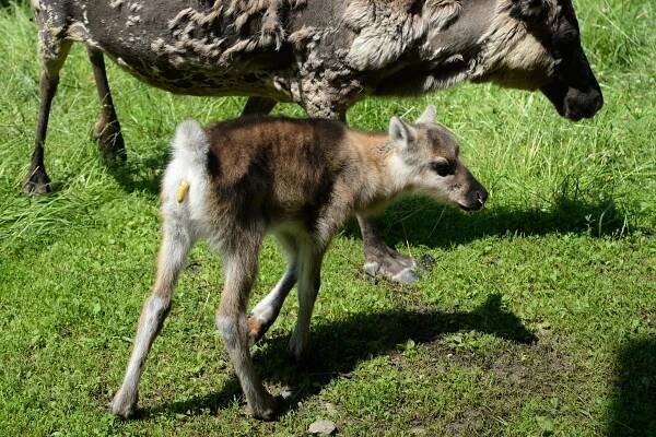 NEJVĚTŠÍ SOBÍ STÁDO V EVROPĚ JE NA SVATÉM KOPEČKU | Zoo Olomouc - Svatý Kopeček
