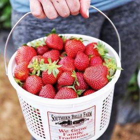 Woman holding a bucket of strawberries