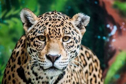 vysmívání se jaguárovi - jaguar - stock snímky, obrázky a fotky