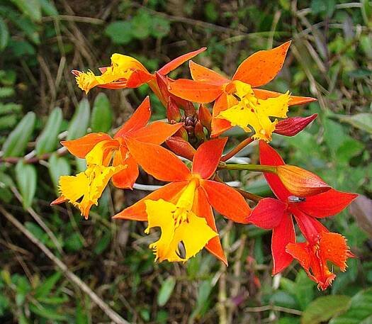 Epidendrum radicans - Wikipedia