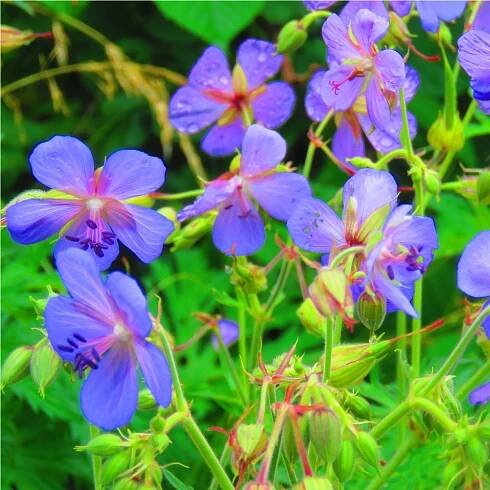 Kakost smrdutý – Geranium robertianum – osivo kakostu