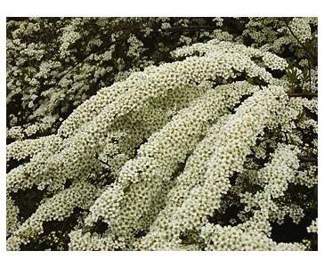 Spiraea cinerea ́Grefsheim ́ Tavolník popelavý ́Grefsheim ́