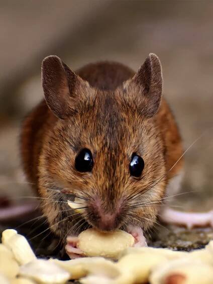 Pest Exclusion