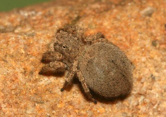 Aelurillus luctuosus - skákavka Lucasova