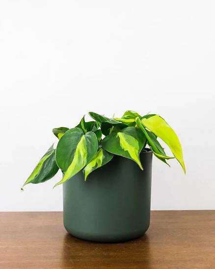 Philodendron scandens Brasil