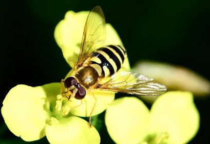 dvoukřídlí: Diptera – řád hmyzu s proměnou dokonalou