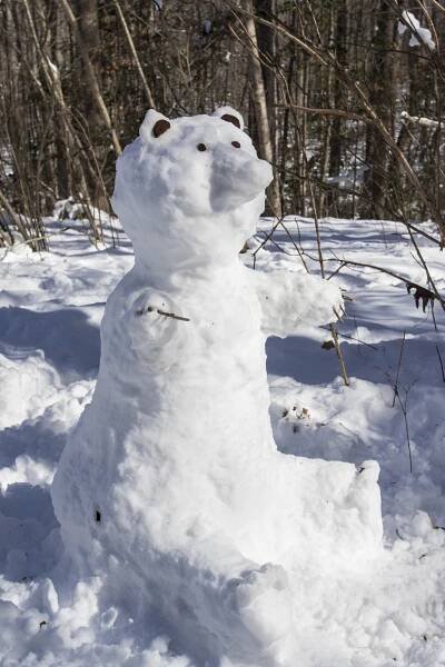Snow bear