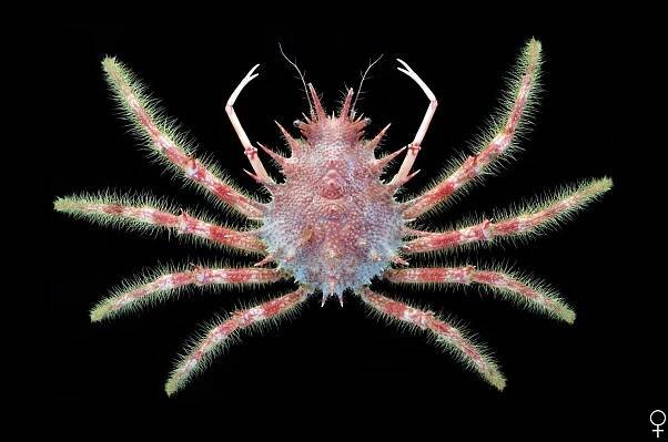 Crab Database · Krabi