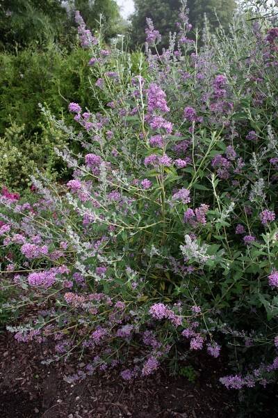 alternifolia Unique - Buddleja Collection