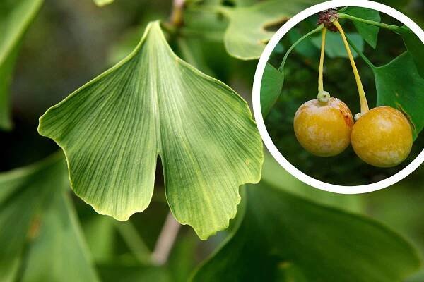 Ginkgo biloba (Ginko dvojlaločné) – užívanie a vedľajšie účinky