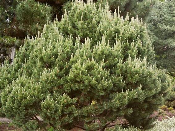 Pinus mugo Mops | Pinus - borovice |Zahradnictví Franc 