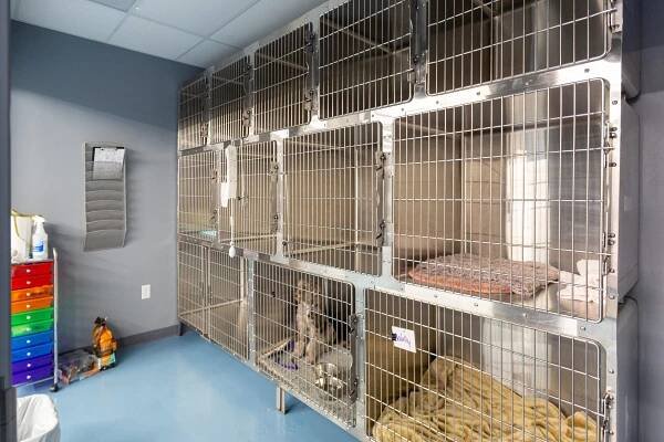 dog-boarding-grooming-vet-service-oklahoma-city-dog-boarding