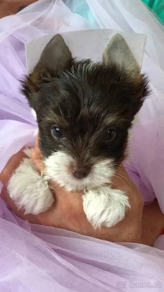 Yorkshire Terrier s PP, Biro & Biewer