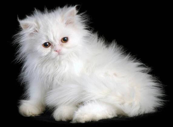 Persian Cat Breed Wallpaper