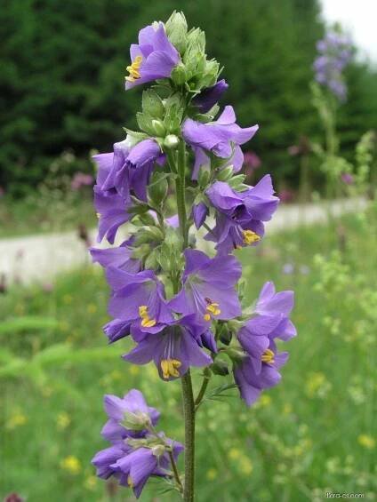 Jirnice modrá (Polemonium caeruleum)