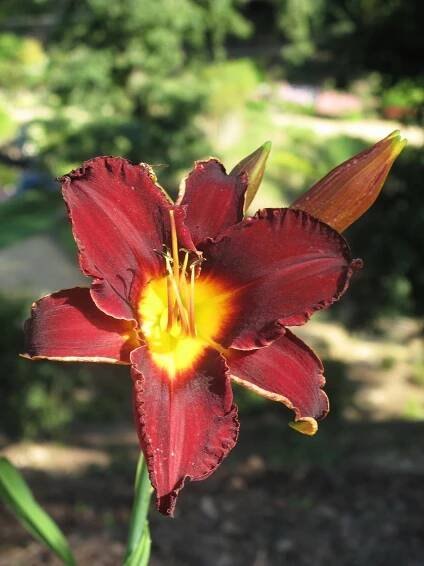 KOLEKCJA NARODOWA RODZAJU LILIOWIEC (Hemerocallis) | Arboretum Wojsławice OBUWr.- STRONA OFICJALNA