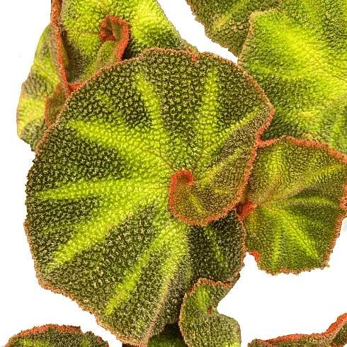 Begonia rex Soli Mutata