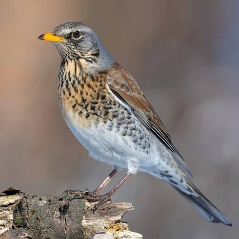 kvíčala: drozd kvíčala Turdus pilaris pták z čeledi drozdovitých