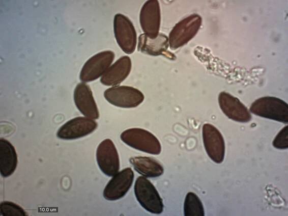 Hypoxylon fragiforme - dřevomor červený - myko.cz