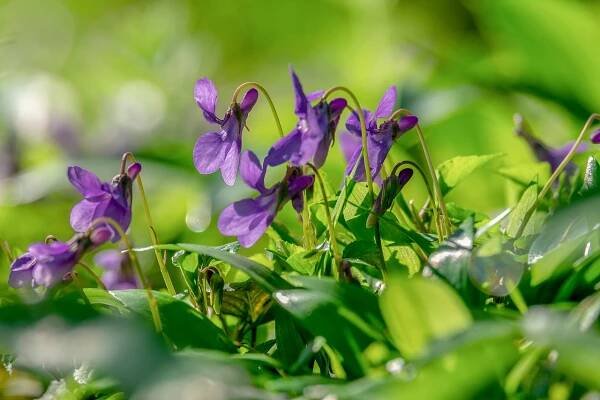 Violka vonná (Viola odorata) - Bylinky pro radost