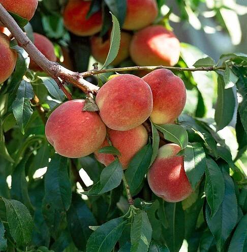 detail of peach prunus perscia