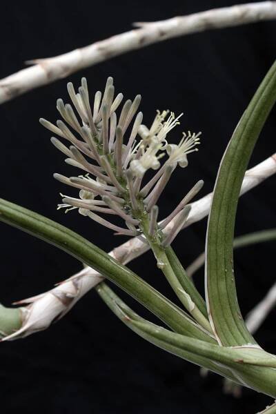 S. gracilis – International Sansevieria Society