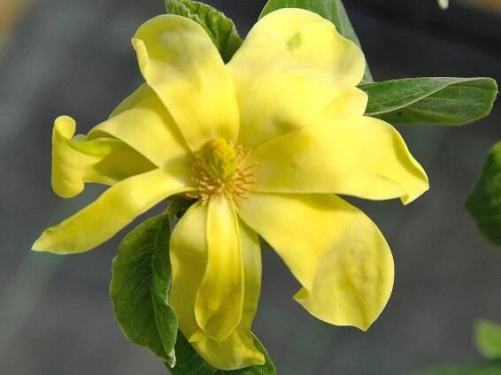 Šácholan DAPHNE