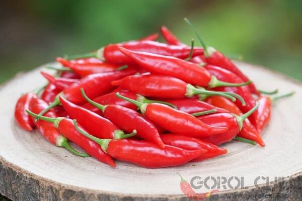Aji Challuaruro Rojo | Chilli semena | Chilli semena | Chilli semínka | Chilli omáčky | GOROL CHILLI