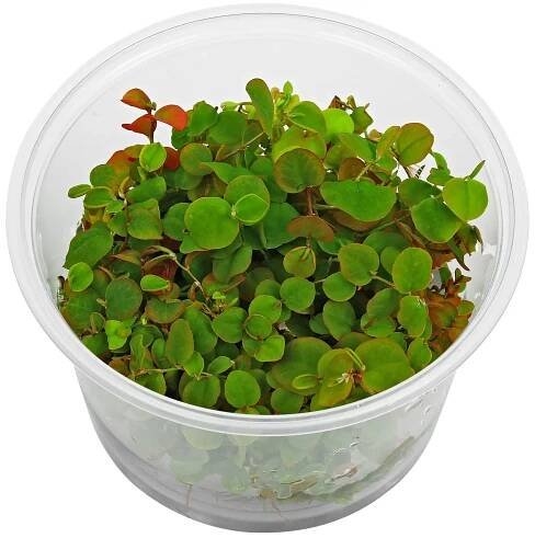 Phyllanthus fluitans