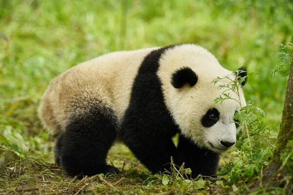 Panda a já (FKS) - Co, kdy, kde - Volný čas - Město Bohumín